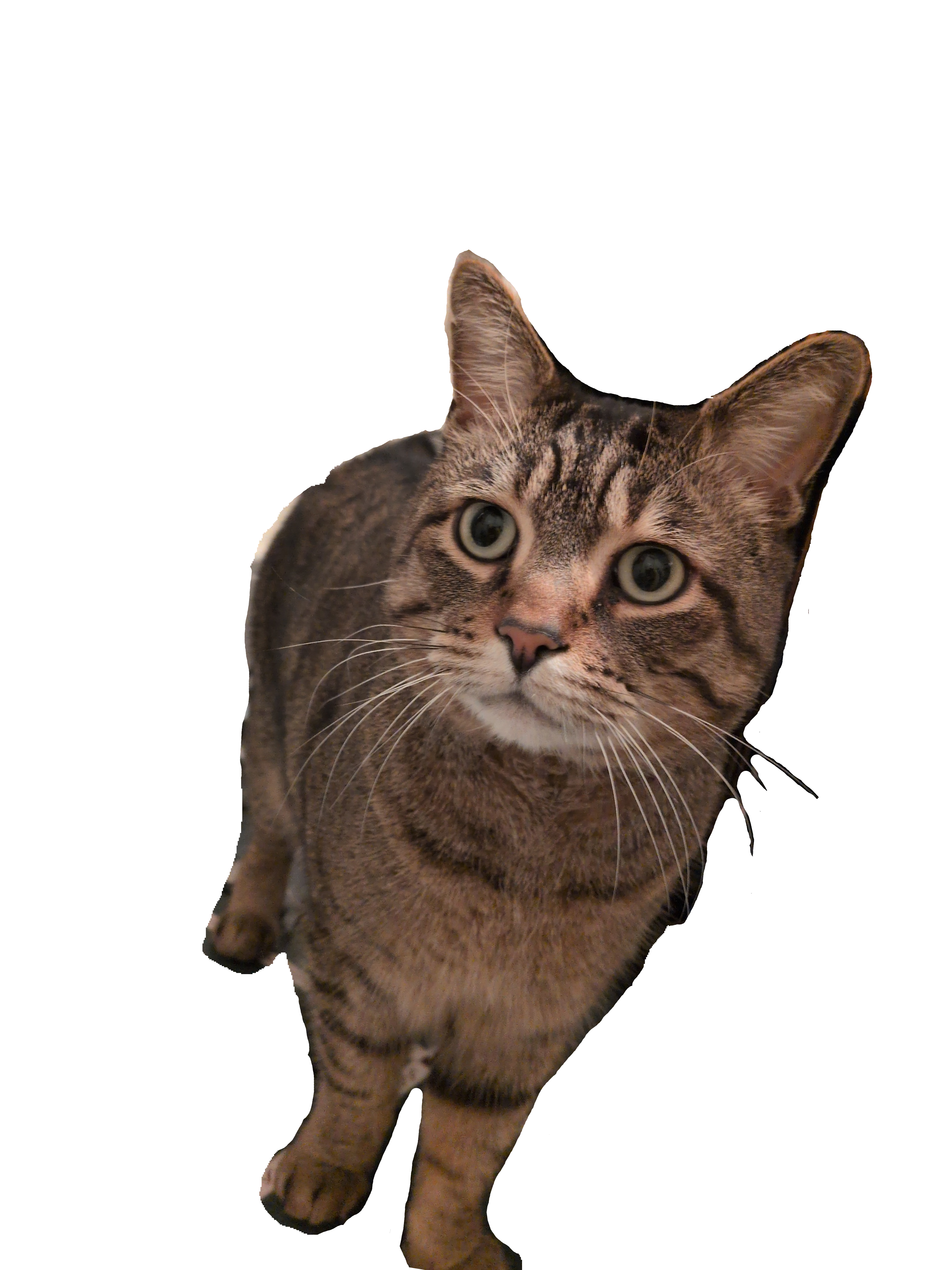 My Cat